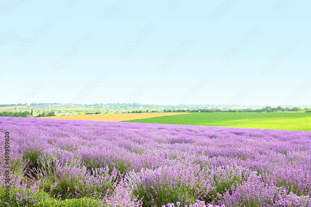 Naklejka premium Beautiful lavender field on summer day