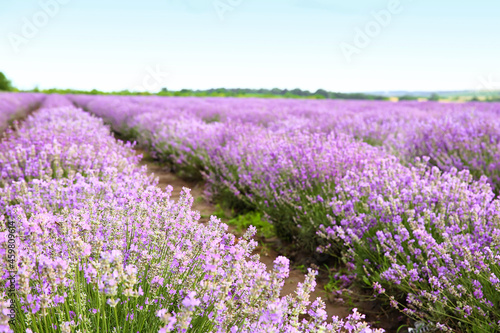 Beautiful lavender field on summer day