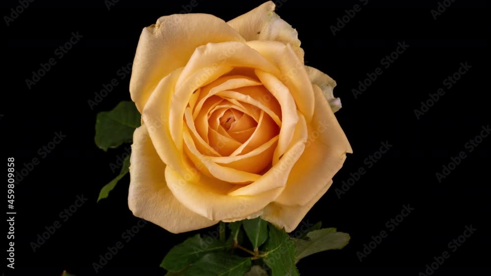 Beautiful beige, cream rose on black background. Petals of Blooming pink rose flower open, time lapse. Holiday, love, birthday design backdrop. Bud closeup. Macro timelapse. Greeting card. 4k video Beautiful beige, cream rose on black background. Petals of Blooming pink rose flower open, time lapse. Holiday, love, birthday design backdrop. Bud closeup. Macro timelapse. Greeting card. 4k video