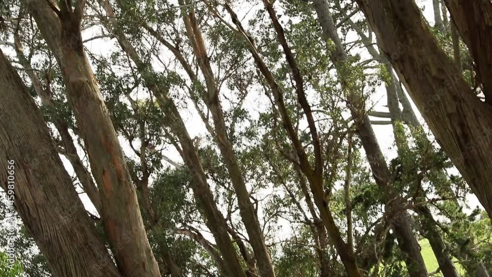 pine trees forest, scenic view, treking and hiking concept, being outdoors, eco system. pine trees forest, scenic view, treking and hiking concept, being outdoors, eco system.