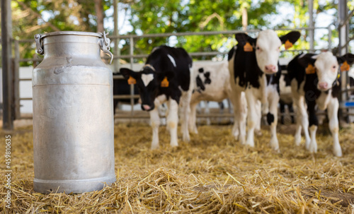 Closeup of aluminium milk churn standing on dried hay in outdoor stall on dairy farm on blurred background  photo