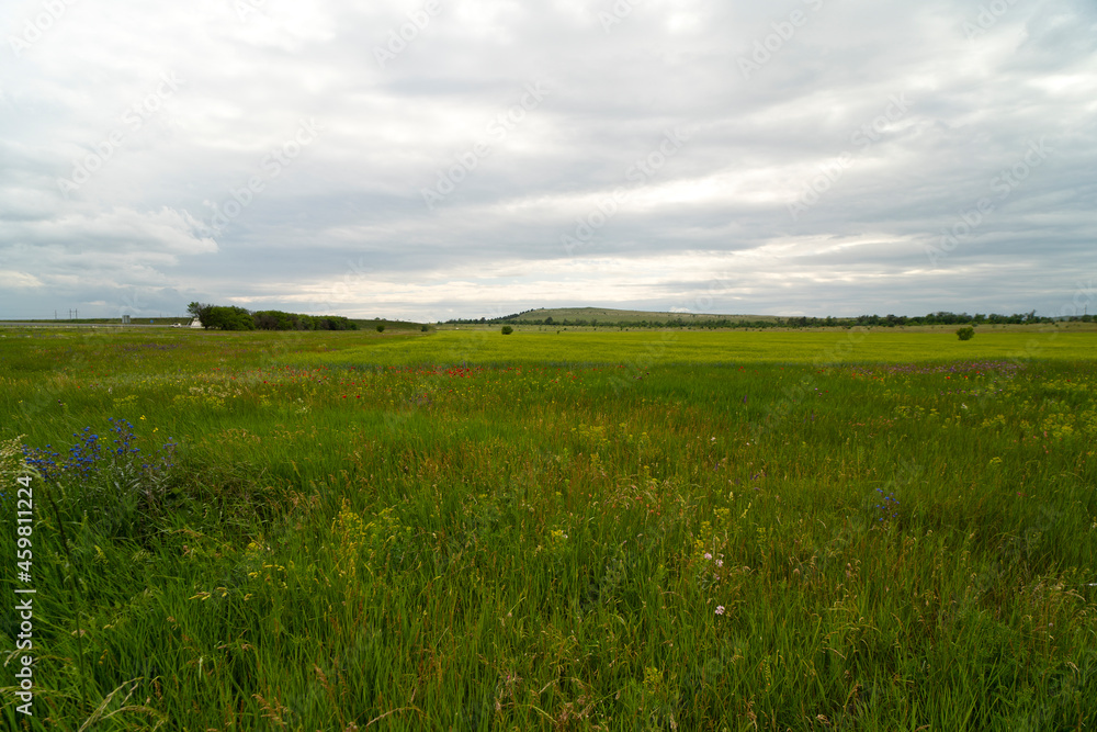 Fototapeta premium Natural landscape with a green field under a blue sky