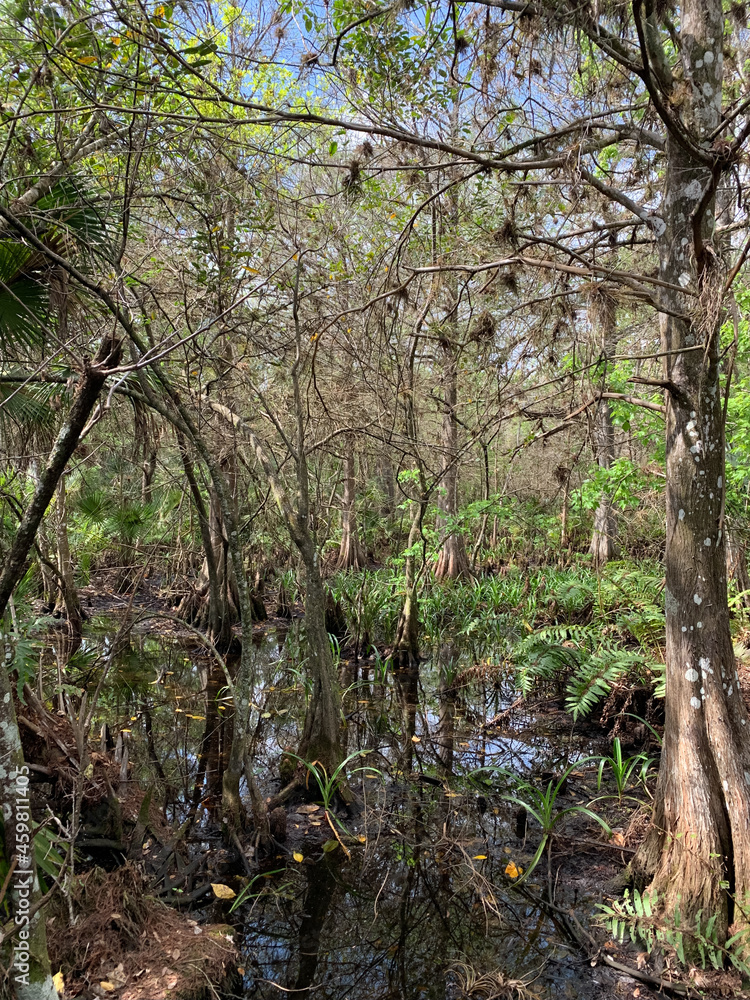 Cypress trees in fern forest wetland Cypress trees in fern forest wetland