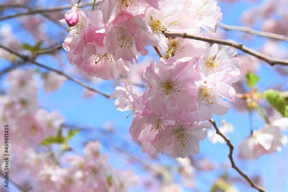 Fototapeta premium cherry blossom