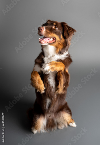 Australian Shepherd dog. Aussie dog in a studio setting. Aussie training and doing tricks. 