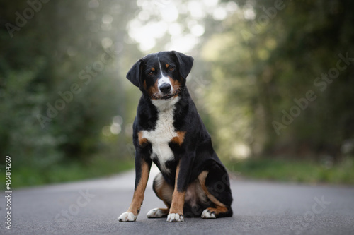 Appenzeller mountain dog - portrait of breed