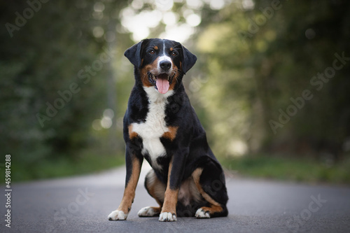 Amazing Appenzeller Mountain dog - portrait