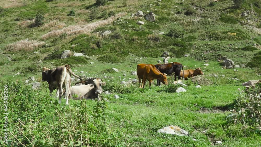 Herd of cows grazing on alpine meadow at the Caucasus mountains. Herd of cows grazing on alpine meadow at the Caucasus mountains.