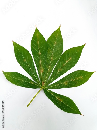 The leaves of the kapok tree are green on a white background