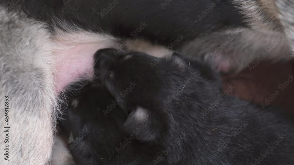 Lot of little newborn pups drinking milk from mother dog. Mom german shepherd dog feeds puppies. breast feeding Lot of little newborn pups drinking milk from mother dog. Mom german shepherd dog feeds puppies. breast feeding