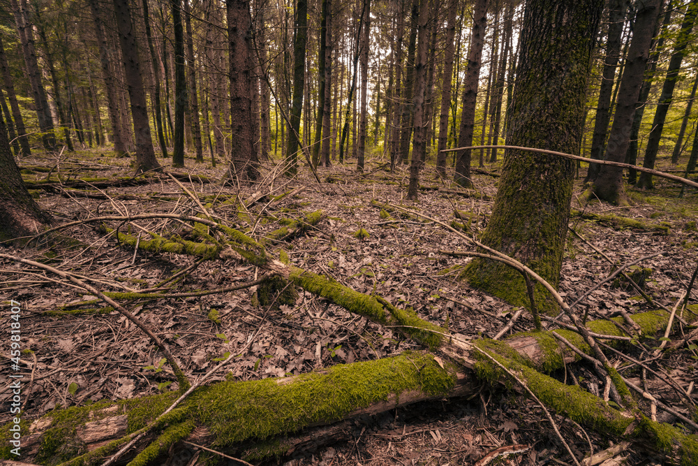 Obraz premium The colors of autumn in the Monticolo forest in South Tyrol, Italy.