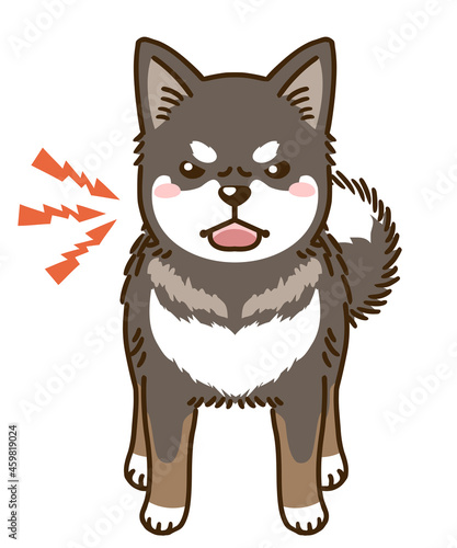 威嚇する四国犬