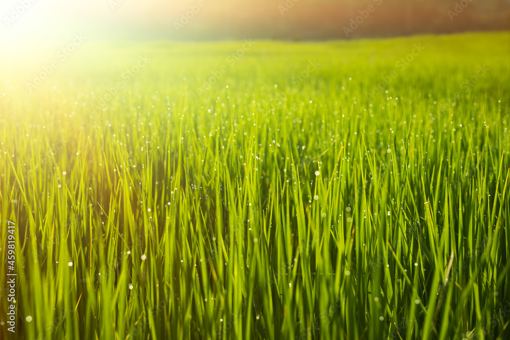 beautiful scenery of green rice leaves on rice field for green nature background beautiful scenery of green rice leaves on rice field for green nature background
