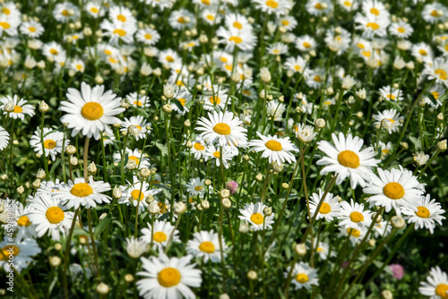 lots of white daisies. selective focus
