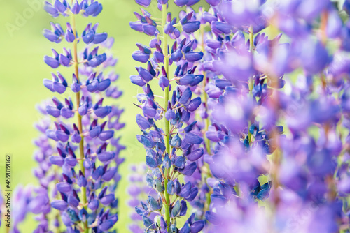 summer purple lupines close-up with a blurry background