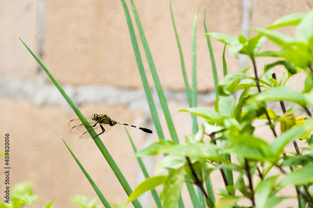 Fototapeta premium A dragonfly is perched on a leaf.