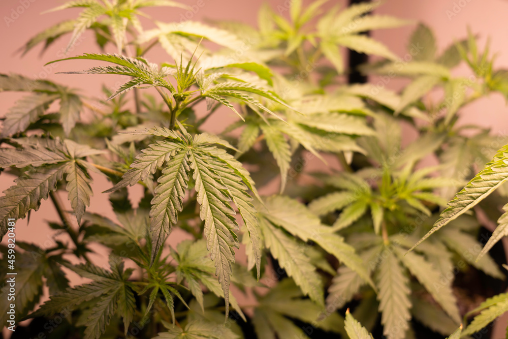 close up cannabis leaves close up cannabis leaves