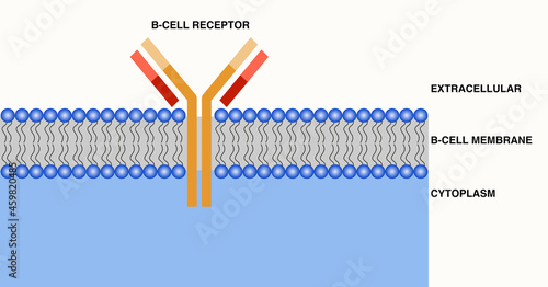 Vector illustration of B-cell receptor. photo
