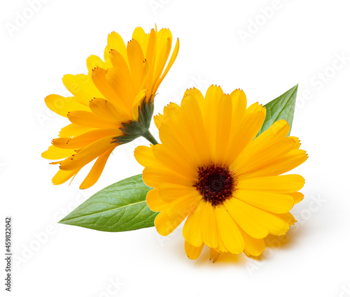 Calendula. Yellow flowers with leaves isolated on white background