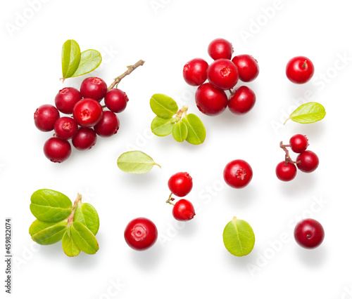 Bilde på lerret Fresh wild lingonberry berries with stem and leaves isolated on white background