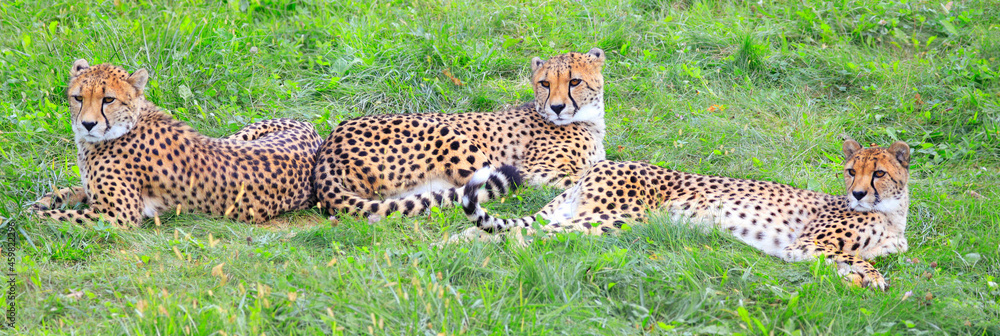Obraz premium Gepards portrait in the green grass