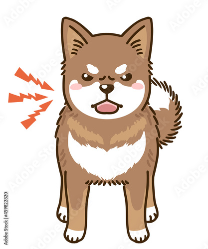 威嚇する四国犬（赤胡麻）