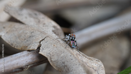 rear view of a male maratus volans spider about to jump photo