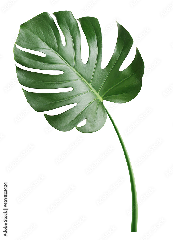 Fototapeta Monstera leaf, tropical evergreen plant isolated on white background