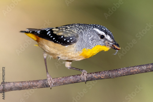 Male Spotted Pardalote with beak full of insects for young birds in nest photo