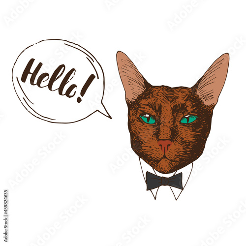 Hand drawn cat portrait with quote Hello, vector illustration