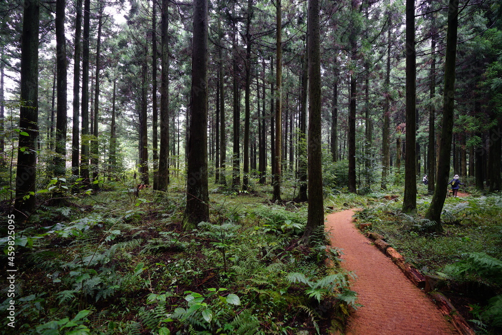 Fototapeta premium a refreshing cedar forest in summer