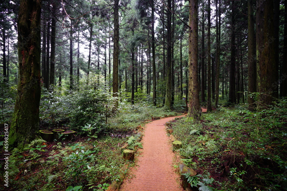 Fototapeta premium a refreshing cedar forest in summer