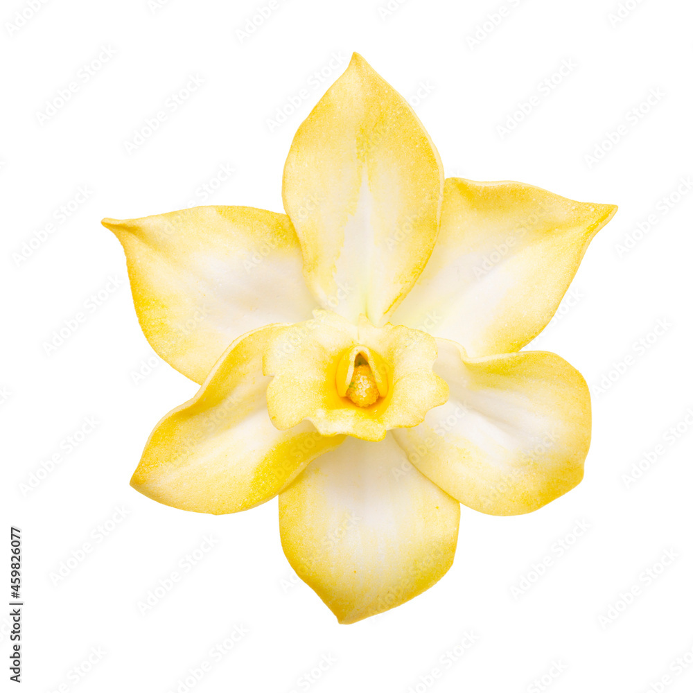 Yellow vanilla orchid flower isolated on white background Yellow vanilla orchid flower isolated on white background