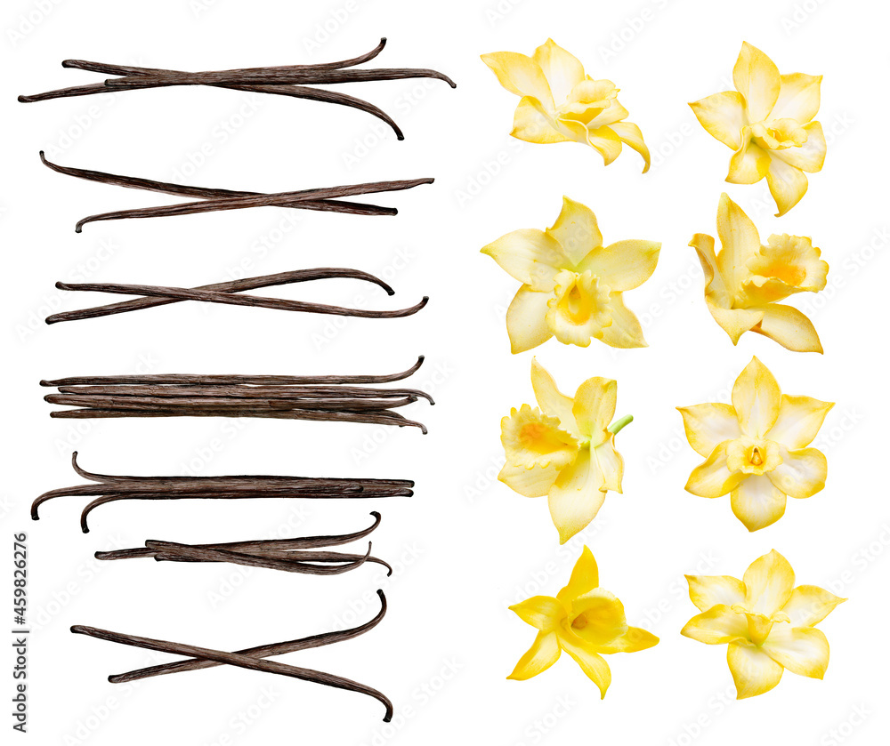 Vanilla pods and flowers set isolated on the white background. Collection of vanilla orhid flowers and vanilla sticks. - obrazy, fototapety, plakaty 