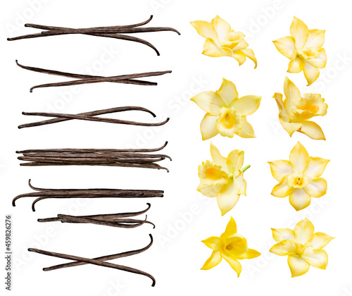 Vanilla pods and flowers set isolated on the white background. Collection of vanilla orhid flowers and vanilla sticks.