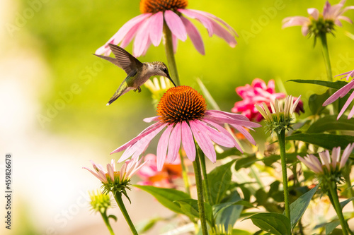Billede på lærred echinacea aka purple coneflower