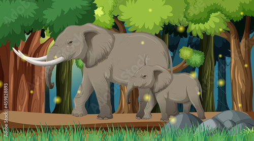 Photography Wild animals in forest landscape background