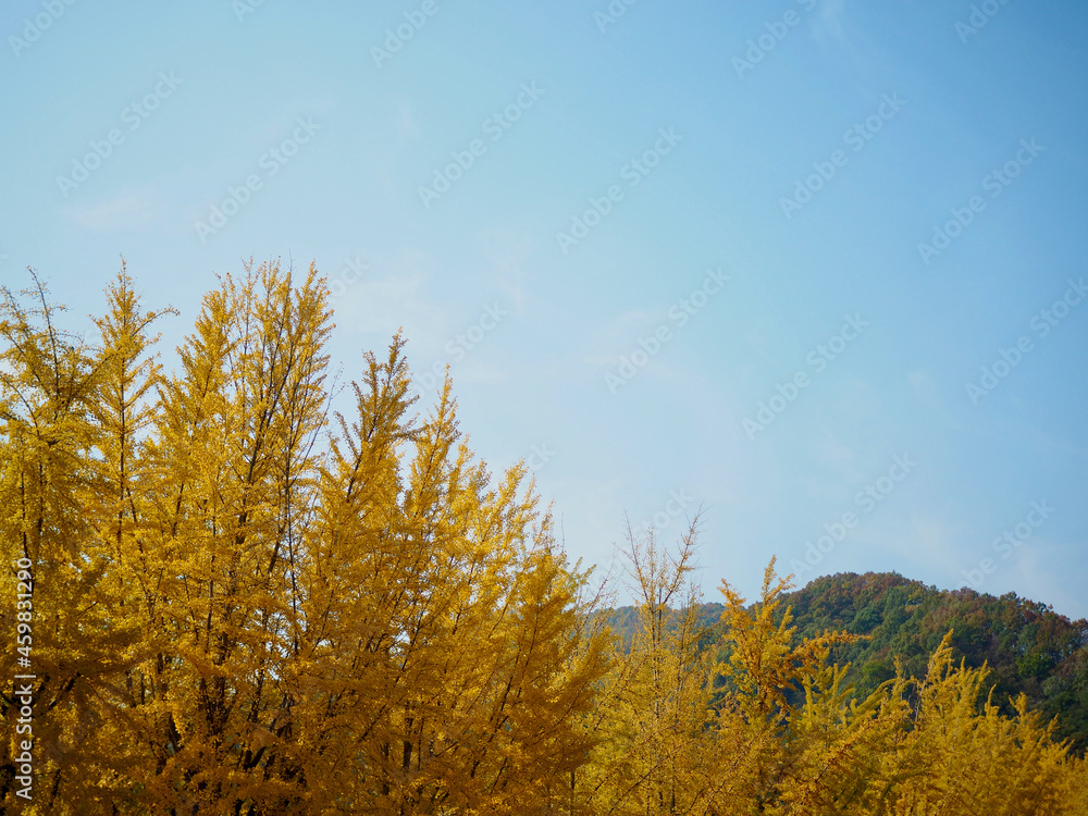 한국의 가을 은행나무 풍경