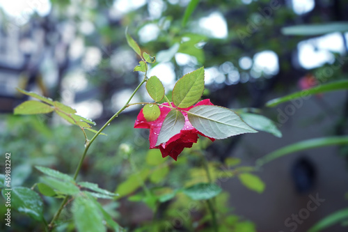 Red rose flower blooming in a blurry background.