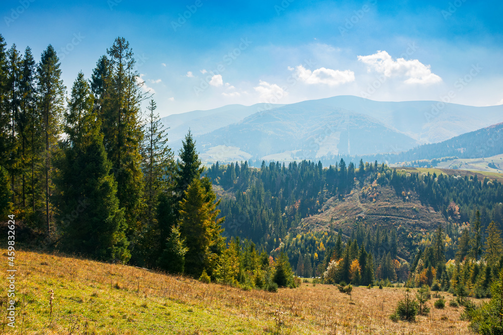 mountain landscape with spruce forest in autumn. trees on the grassy rolling hills. distant ridge in haze. bright nature scenery at high noon with fluffy clouds on the sky