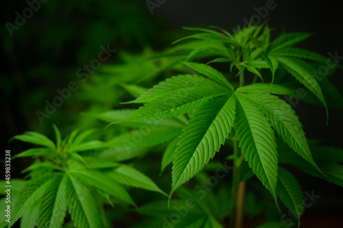 Cannabis leaf plant growing on a hemp farm  medical and biology concept