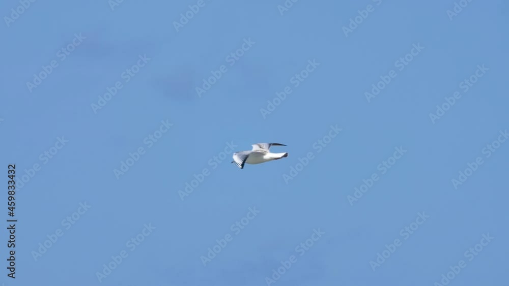 Seagull gliding in the air against blue sky. 