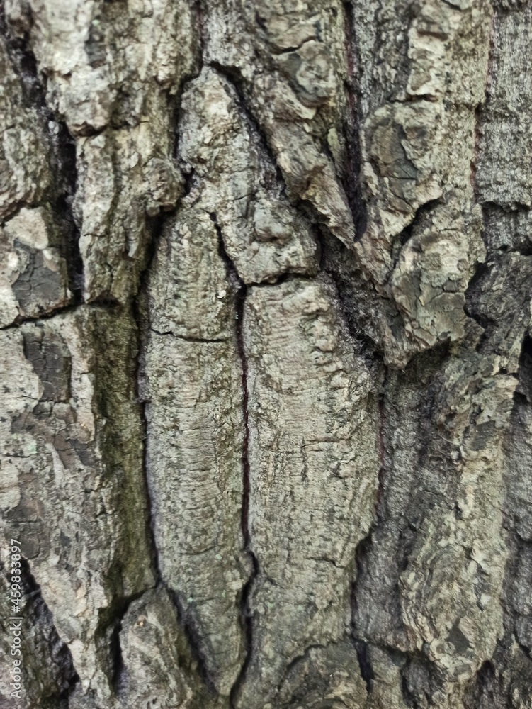 Tree bark texture. Wood background with natural cracks. Outdated tree bark texture. Forest background. Tree bark texture. Wood background with natural cracks. Outdated tree bark texture. Forest background.