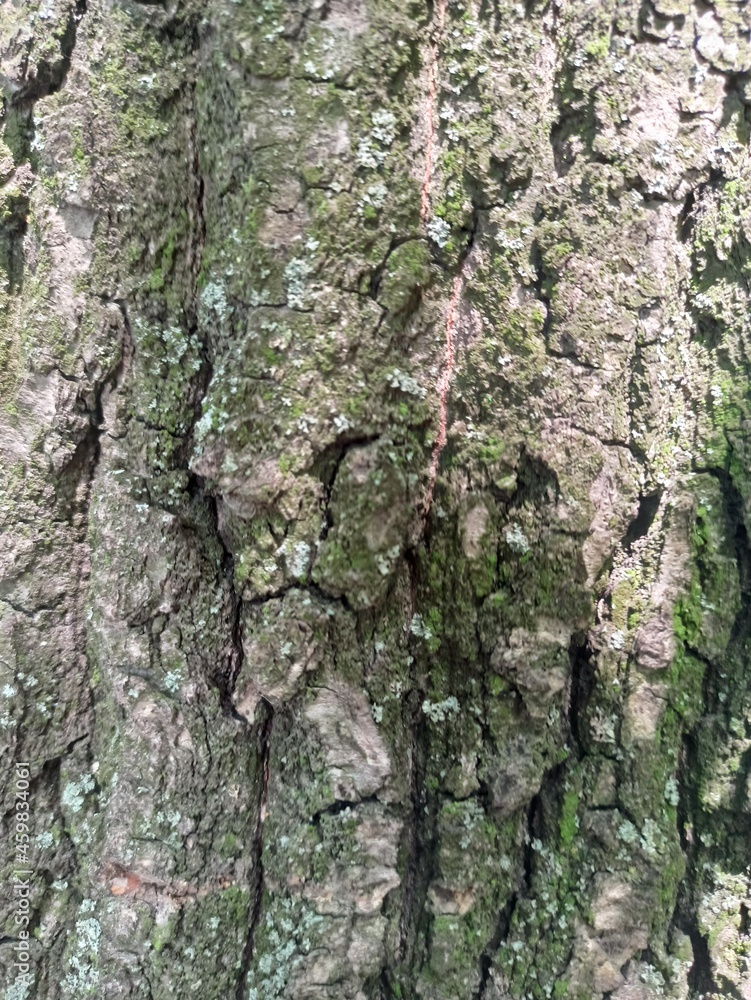 Tree bark texture. Wood background with natural cracks. Outdated tree bark texture. Forest background. Tree bark texture. Wood background with natural cracks. Outdated tree bark texture. Forest background.