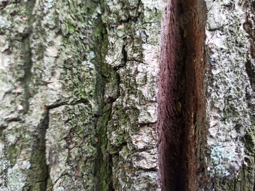 Fototapeta Naklejka Na Ścianę i Meble -  Tree bark texture. Wood background with natural cracks. Outdated tree bark texture. Forest background.