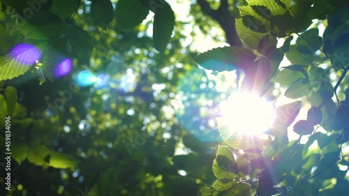 Looking up to a green tree foliage in summer forest. Beautiful sun rays shines through foliage. Camera pan movement with lens flare. POV bottom view.