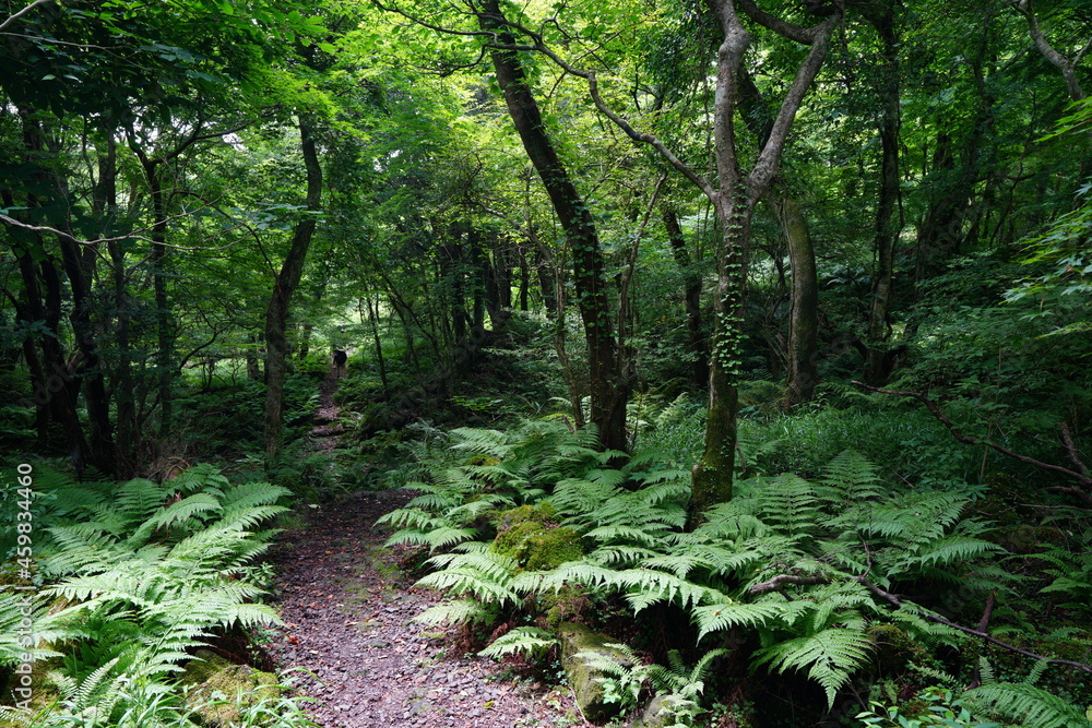 Fototapeta premium a refreshing summer forest with a path