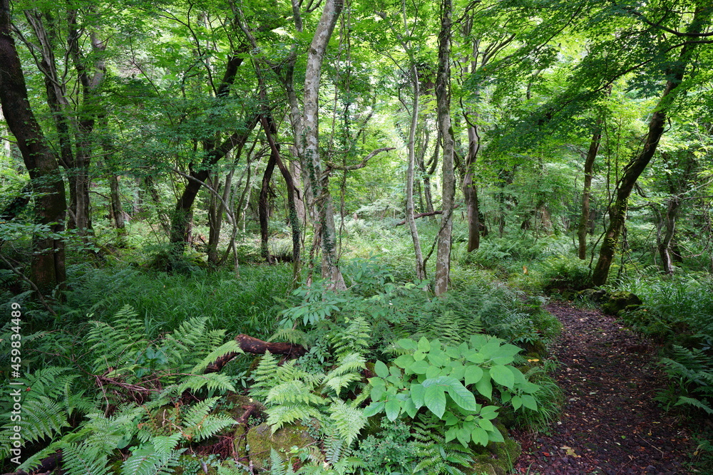 a refreshing summer forest with a path a refreshing summer forest with a path