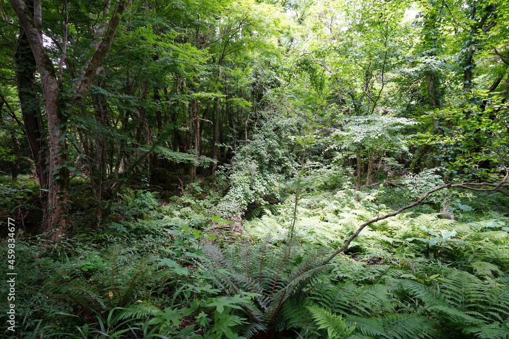a flourishing summer forest in the sunlight a flourishing summer forest in the sunlight