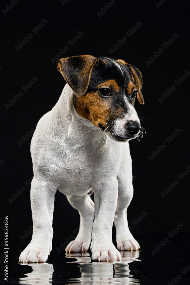 puppy breed jack russell